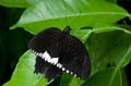 228 gewoehnlicher Mormone - Papilio polytes